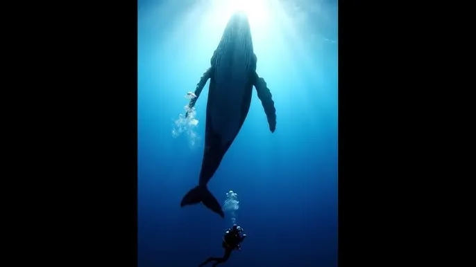 和平精英小团团语音包怎么设置 - 深蓝星球：探索海洋深处的未知世界